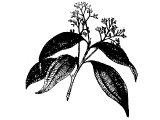 graphic of cinnamon