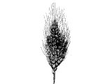 graphic of wheat